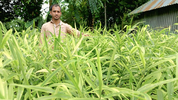 কটিয়াদীতে বস্তায় আদা চাষে তুহিনের বাজিমাত 