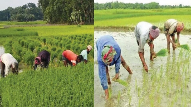 সুন্দরবনের উপকূলে জলাবদ্ধতায় বিপর্যস্ত কৃষক