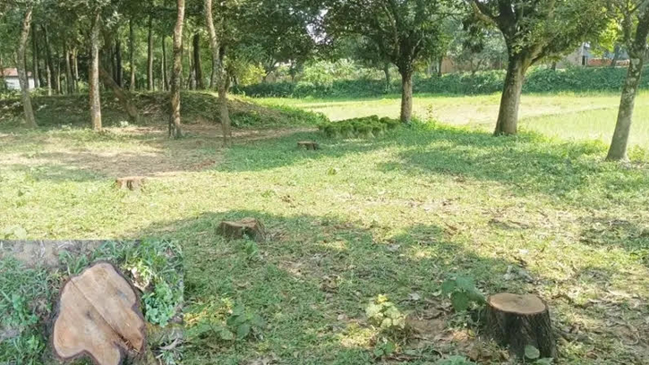 ভালুকায় বন থেকে শতাধিক আকাশমনি গাছ চুরি