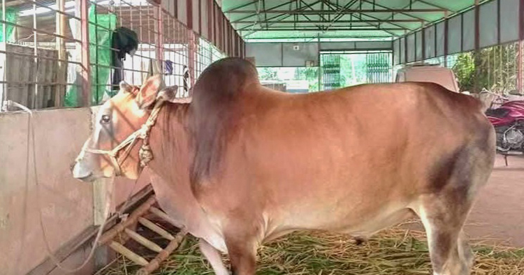 বেরোবিতে প্রথম বারের মত প্রশাসনের কুরবানির আয়োজন 