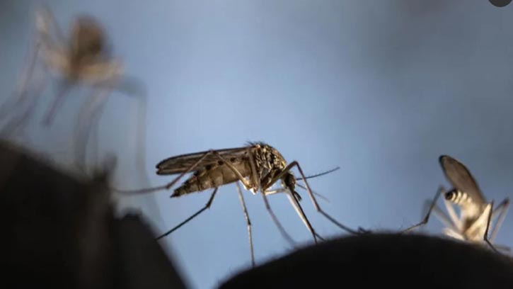 ডেঙ্গুতে মৃতের সংখ্যা ৩, নতুন আক্রান্ত ৯৬৪