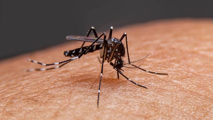 ডেঙ্গু আক্রান্ত হয়ে হাসপাতালে ভর্তি ১১৪ জন, মৃত্যু নেই