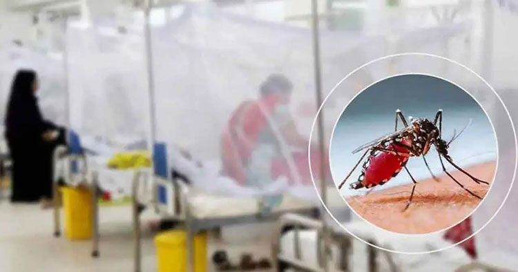 ডেঙ্গুতে আরও ৮ জনের মৃত্যু, হাসপাতালে ভর্তি ১ হাজার ৮৬০