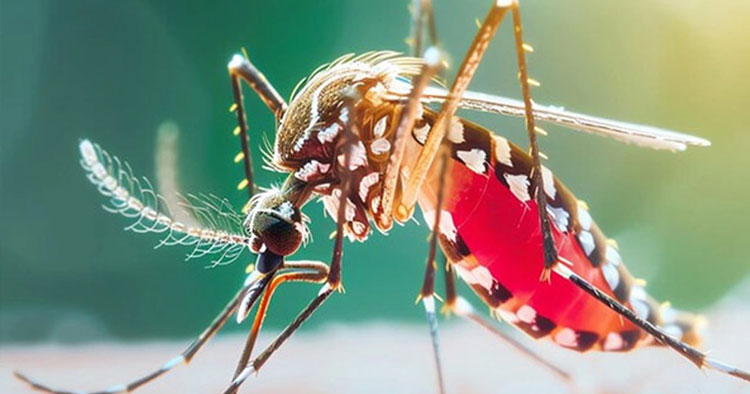 ডেঙ্গুতে আরও ৬ জনের মৃত্যু, হাসপাতালে ভর্তি ১,৮৯৮