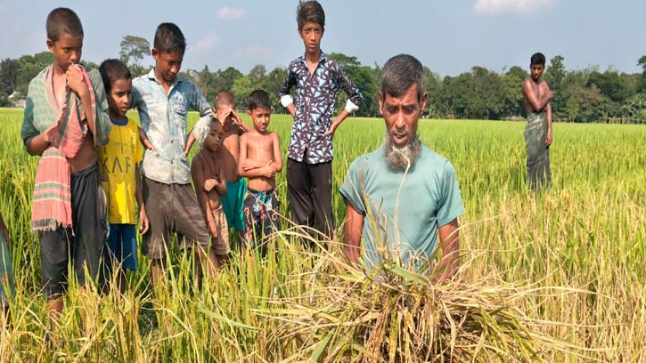 গৌরীপুরে ধানখেত বিষাক্ত ওষুধ দিয়ে ধান নষ্ট করার অভিযোগ