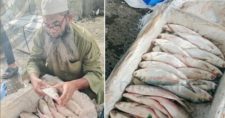 দুই মাসে বেনাপোলে সাড়ে ৩ লাখ কেজি ইলিশ আমদানি