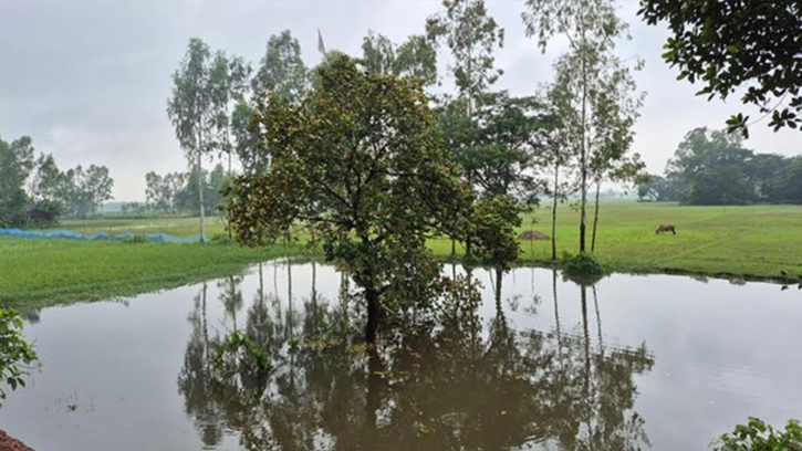 রাস্তার পাশে কাঁঠাল গাছ রাতারাতি পুকুরে! গ্রামে কৌতূহল 