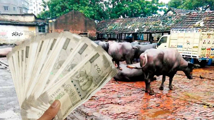 ভারতে গোমূত্র সংগ্রহের সরকারি প্রকল্প, লিটারে ২০ রুপি দেওয়ার পরিকল্পনা    