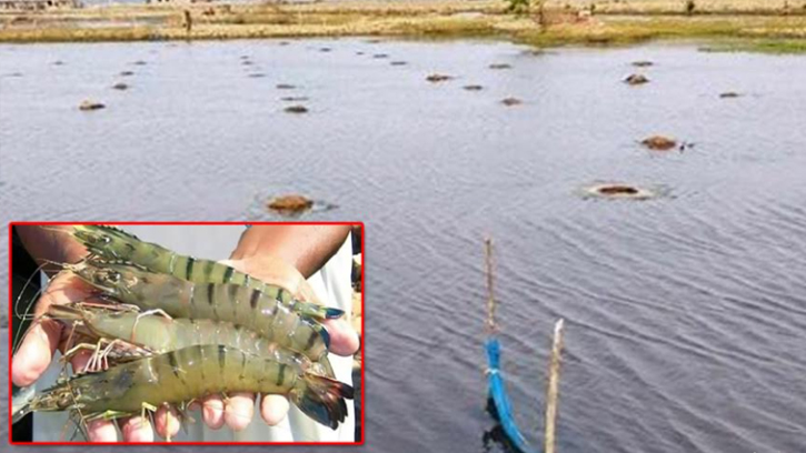 ভাইরাস-জলবায়ু সংকটে দিশেহারা চাষিরা, কোটি টাকার ক্ষতির মুখে