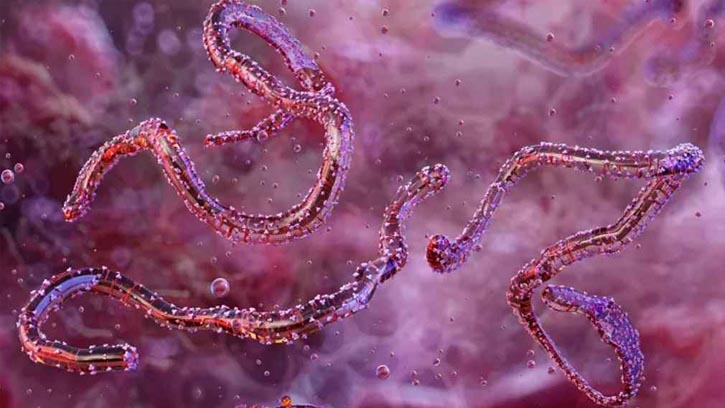 নতুন ইবোলা ভাইরাসের শঙ্কায় WHO, সতর্কতা জারি