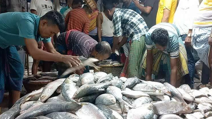 দীর্ঘ অপেক্ষার পর চাঁদপুরে দাম কমেছে ইলিশের