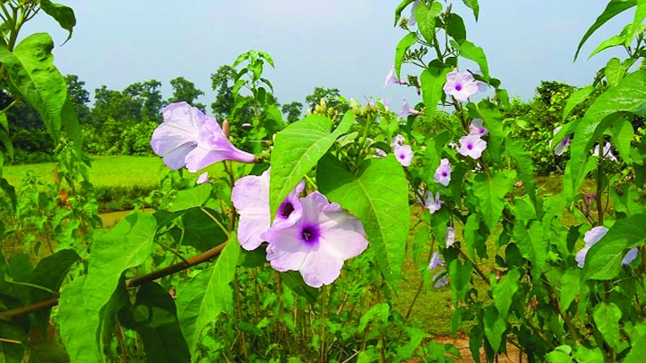 দাঁতের ব্যথা কমায় ঢোলকলমির পাতা
