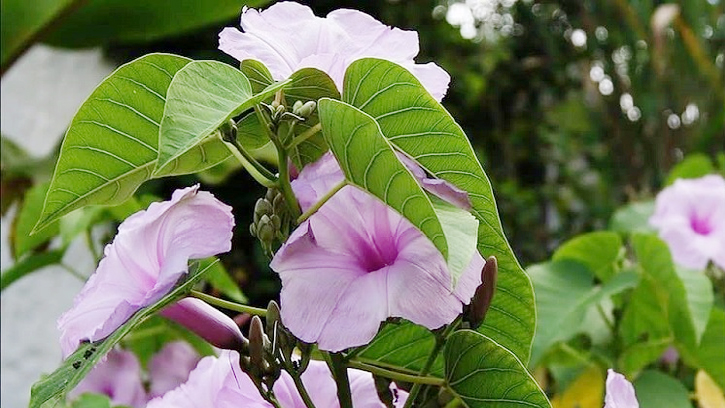 দাঁতের ব্যথা কমায় ঢোলকলমির পাতা