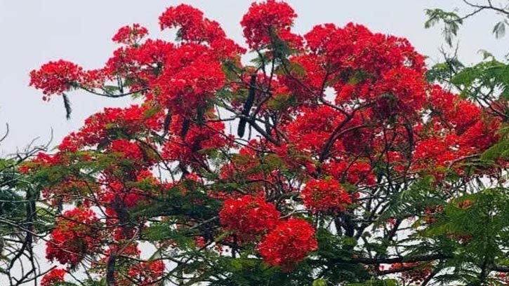 বৈশাখের আগুনরাঙা কৃষ্ণচূড়া প্রকৃতিতে মুগ্ধতা ছড়িয়েছে 