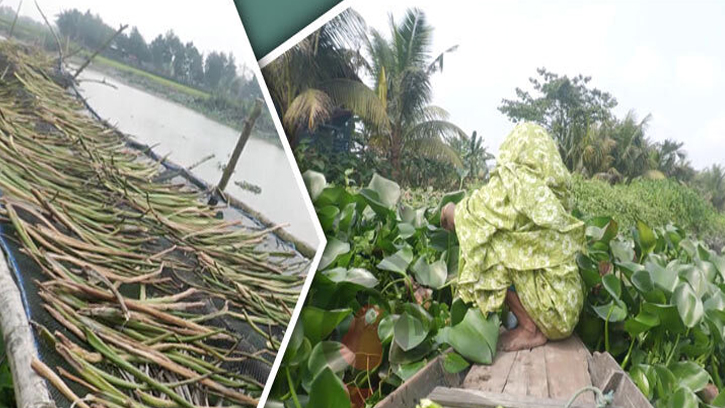 মণ প্রতি দুই হাজার টাকায় বিক্রি কচুরিপানা 
