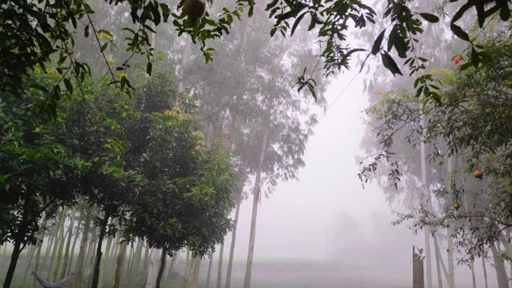 বর্ষাকালে তীব্র গরমে পঞ্চগড়ে দেখা মিলল ঘন কুয়াশার