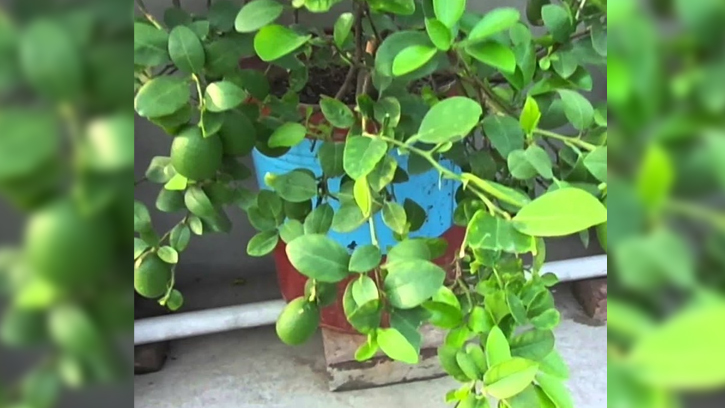 আগস্ট মাসে লেবু গাছের যত্ন 