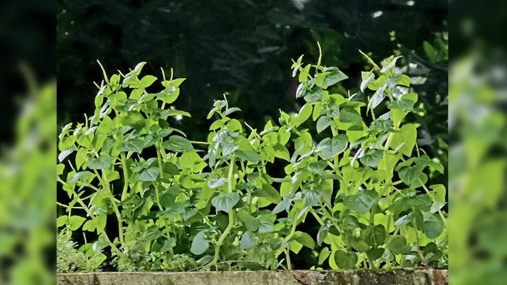 অবহেলিত ঔষধি গাছ