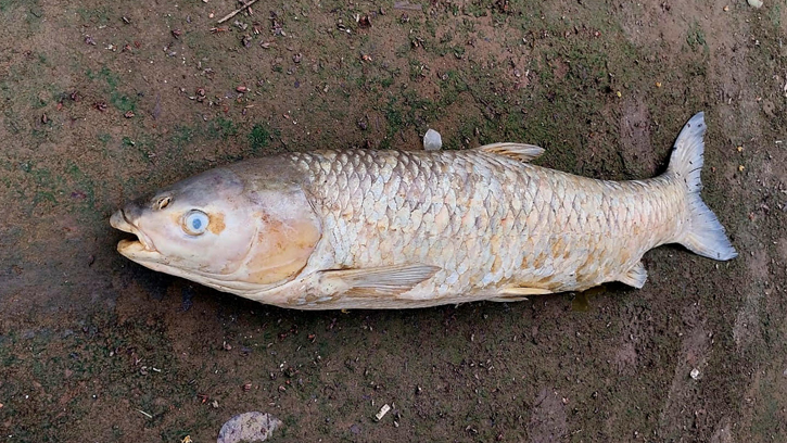 হালদা নদী থেকে ১৩.৫ কেজি ওজনের মৃত মা-মাছ উদ্ধার