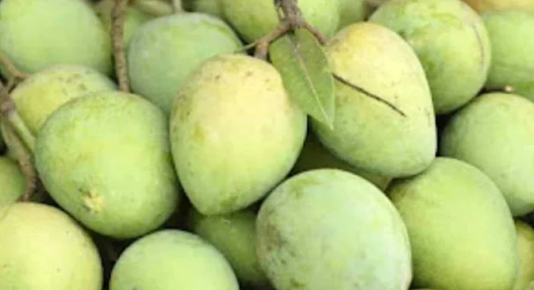 সুনাম ছড়ানো হাঁড়িভাঙা আমের পেছনের ইতিহাস