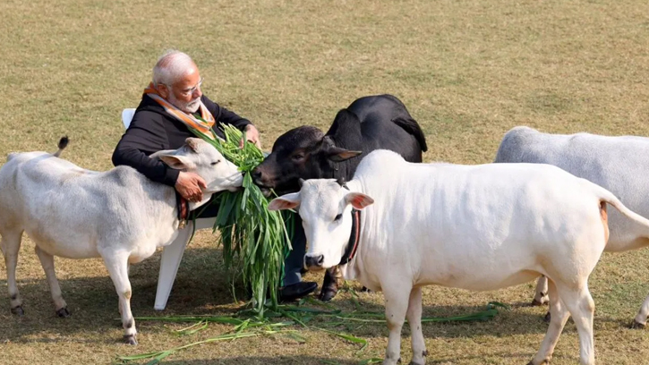 ভারতীয় গো-মাংস শিল্পে মোদির আমলে অপ্রত্যাশিত সাফল্য