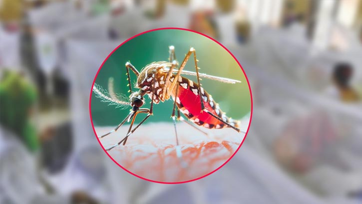 ডেঙ্গুতে একদিনে মৃত্যু ৪, হাসপাতালে ভর্তি ৮০৩