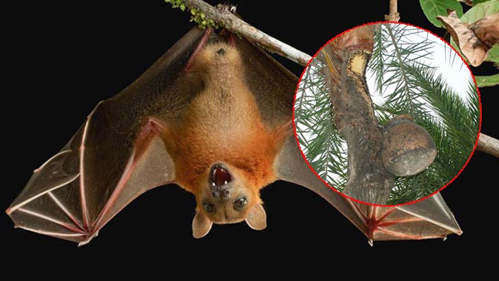 নিপাহ ভাইরাস: চিকিৎসা নেই, প্রতিরোধই একমাত্র সুরক্ষা