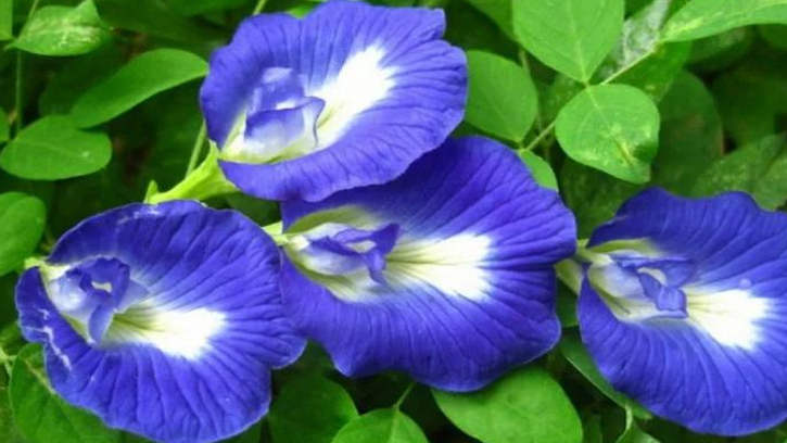 ত্বক ও চুলের যত্নে অপরাজিতা ফুলের ব্যবহার