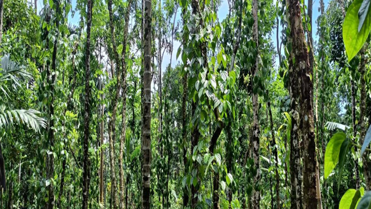 গোয়াইনঘাটে কোটি টাকার পানসুপারির জুমবাগানে হামলা 