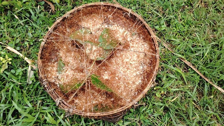 শেরপুরের পাহাড়ে পিঁপড়ার ডিম: কারও জীবিকা, কারও বাণিজ্য