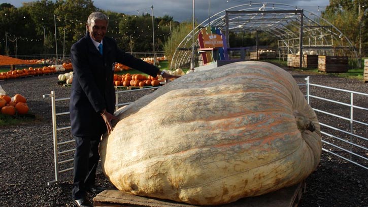 ব্রিটিশ দুই ভাইয়ের ১২৭৮ কেজির কুমড়ার গিনেস রেকর্ড