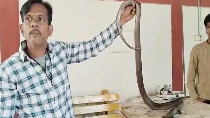 কোবরাকে বাঁচাতে দুই ঘণ্টার অস্ত্রোপচার, ৮০টি সেলাই