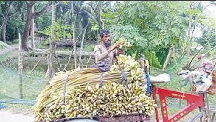 শাপলা বিক্রি করেই চলছে দিনমজুর হানিফের সংসার