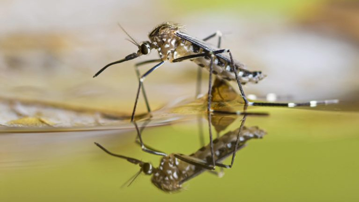 ডেঙ্গুতে আরও ৪ জনের মৃত্যু, মোট মৃত ২৫৩