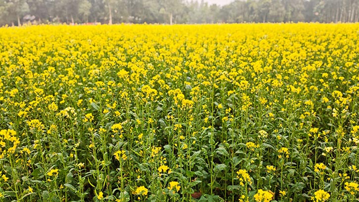 লক্ষ্মীপুরে সরিষা চাষে কৃষকের স্বপ্নফসল, হলুদ ক্ষেতে হাসির ঝিলিক