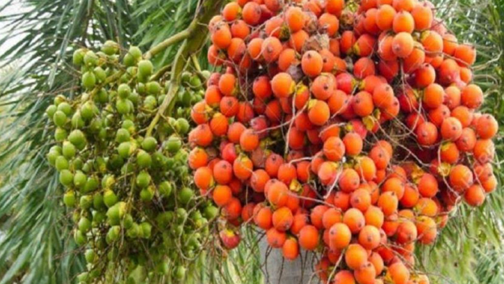 সুন্দরবনের উপকূলের মোরেলগঞ্জে সুপারির বাম্পার ফলন