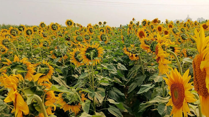 হাকালুকি হাওরে সূর্যমুখী চাষে কৃষকের স্বস্তি