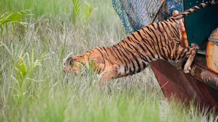 সুন্দরবনে ফিরেই নজরদারিতে বাঘিনী, বসানো হলো ২০ ক্যামেরা