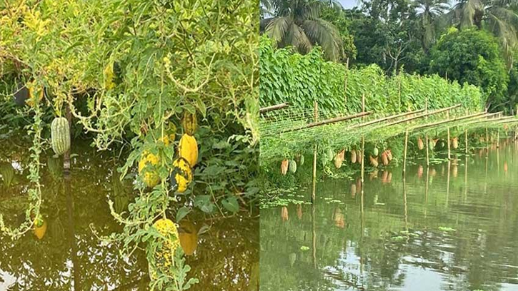 মাছের ঘেরে তরমুজ চাষ: বাগেরহাটে কৃষিতে আর্থিক সম্ভাবনার নতুন দ্বার