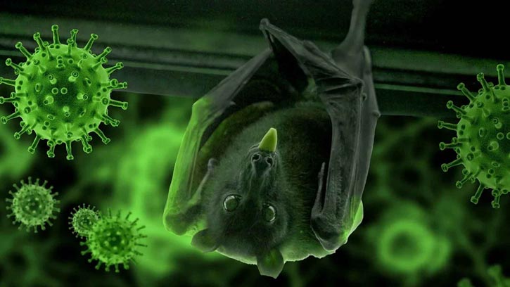 নিপাহ ভাইরাসের সংক্রমণ ৩৫ জেলায়, ঝুঁকিপূর্ণ ৪ জেলা