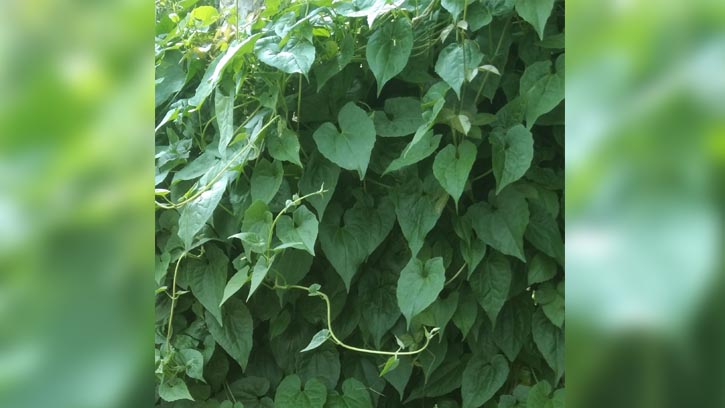 স্বাস্থ্য রক্ষায় ‘জার্মানি পাতা’র ভূমিকা ও ভেষজ ব্যবহার