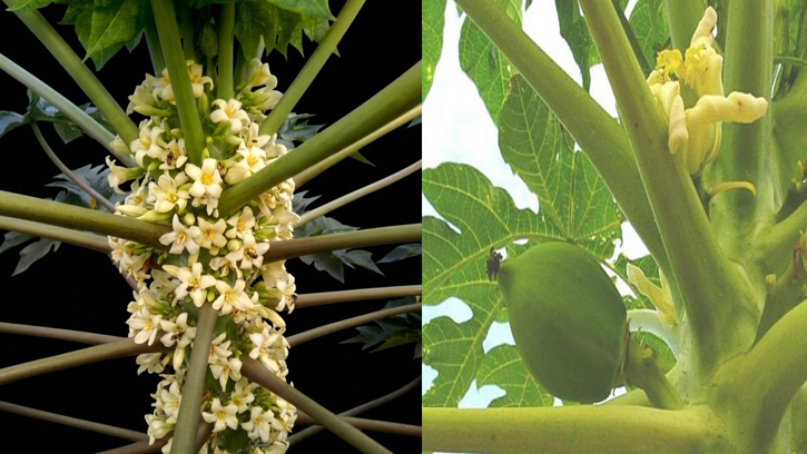 ডায়াবেটিস ও উচ্চ রক্তচাপে উপকারী পেঁপে ফুল