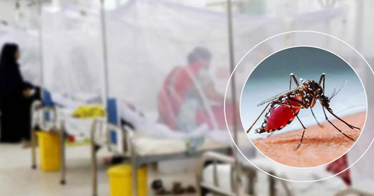 ডেঙ্গুতে ২৪ ঘণ্টায় হাসপাতালে ভর্তি ৭০৫, মৃত্যু ৩