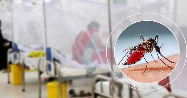 ডেঙ্গুর ভয়াবহ বিস্তার, একদিনে হাসপাতালে ১১৬৩ রোগী