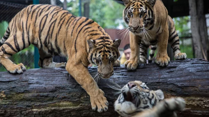 প্রাণঘাতি ভাইরাসে থাইল্যান্ডের বন্য বাঘ বিপর্যস্ত