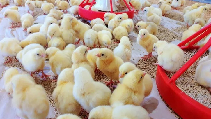 পোল্ট্রি খাতের জন্য নতুন নীতি নিয়ে বিতর্ক