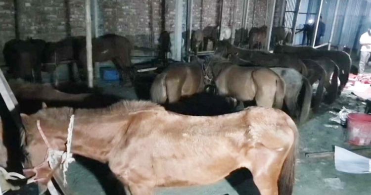 রাজধানীসহ দেশের বিভিন্ন জেলায় সরবরাহ হত ঘোড়ার মাংস